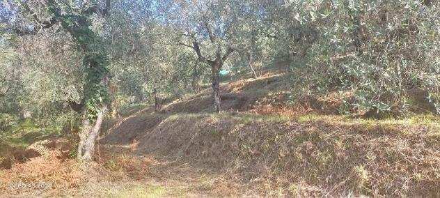 Terreno agricolo in vendita a Massarosa 2710 mq Rif 993690