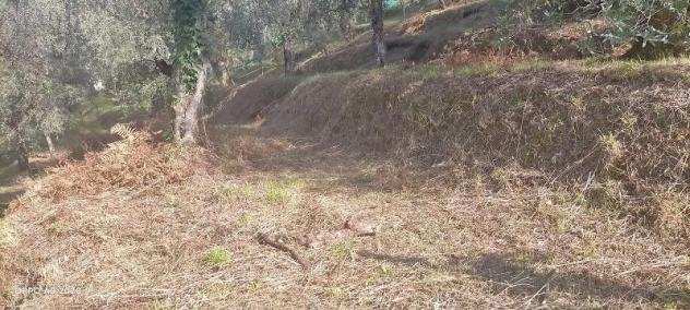 Terreno agricolo in vendita a Massarosa 2710 mq Rif 993690