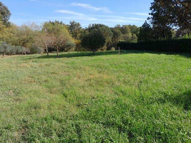 Terreno agricolo in vendita a ORENTANO - Castelfranco di Sotto 12500 mq Rif 1133422