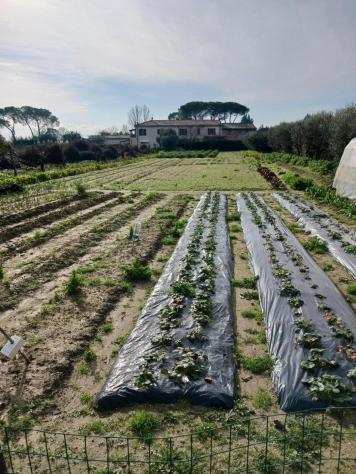 Terreno agricolo in vendita a OSPEDALETTO - Pisa 3800 mq Rif 1221327