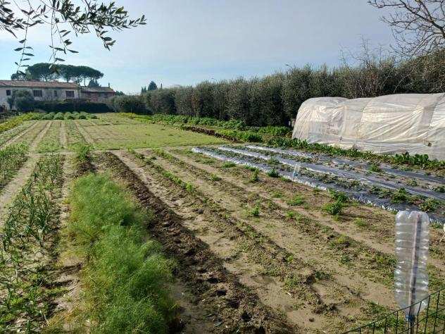 Terreno agricolo in vendita a OSPEDALETTO - Pisa 3800 mq Rif 1221327