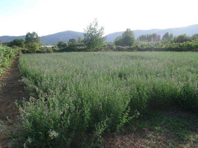 Terreno agricolo in vendita a PIANO DI AMEGLIA - Ameglia 1640 mq Rif 1061125