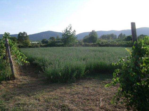 Terreno agricolo in vendita a PIANO DI AMEGLIA - Ameglia 1640 mq Rif 1061125