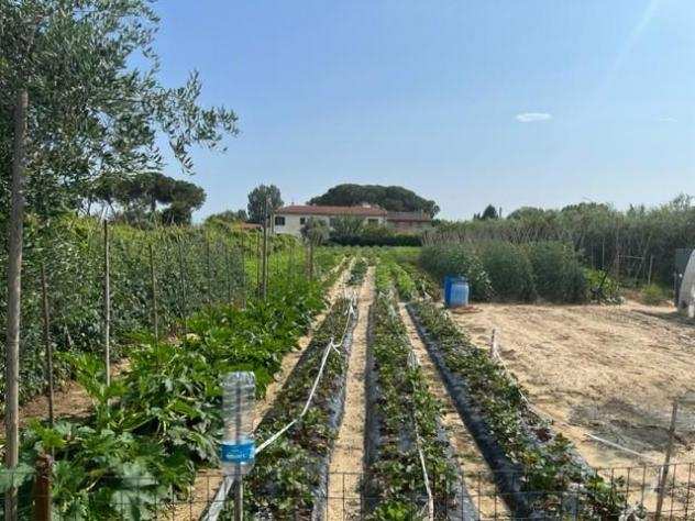 Terreno agricolo in vendita a RIGLIONE ORATOIO - Pisa 3200 mq Rif 1143772