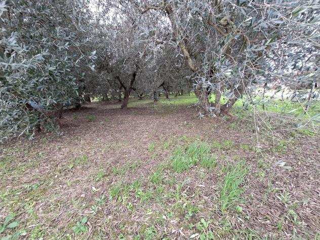 Terreno agricolo in vendita a Riglione Oratoio - Pisa 3800 mq Rif 1224980