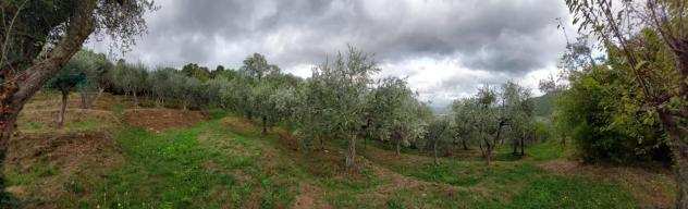 Terreno agricolo in vendita a Ruota - Capannori 1450 mq Rif 1233593