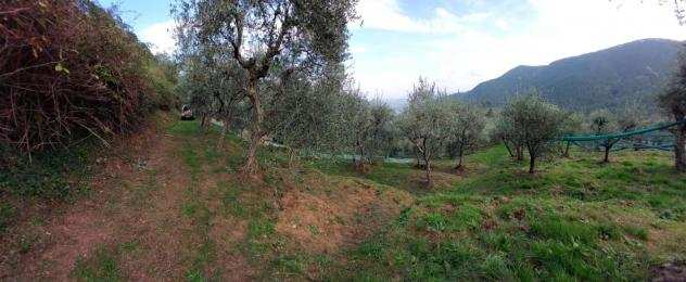 Terreno agricolo in vendita a Ruota - Capannori 1450 mq Rif 1233593