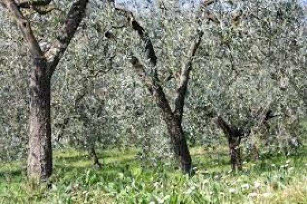 Terreno agricolo in vendita a San Giuliano Terme 30000 mq Rif 992573