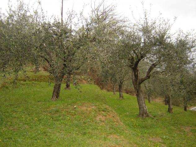 Terreno agricolo in vendita a SAN LEONARDO IN TREPONZIO - Capannori 20000 mq Rif 678483