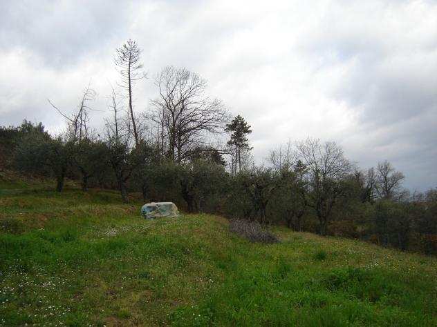 Terreno agricolo in vendita a SAN LEONARDO IN TREPONZIO - Capannori 20000 mq Rif ter sleo 20