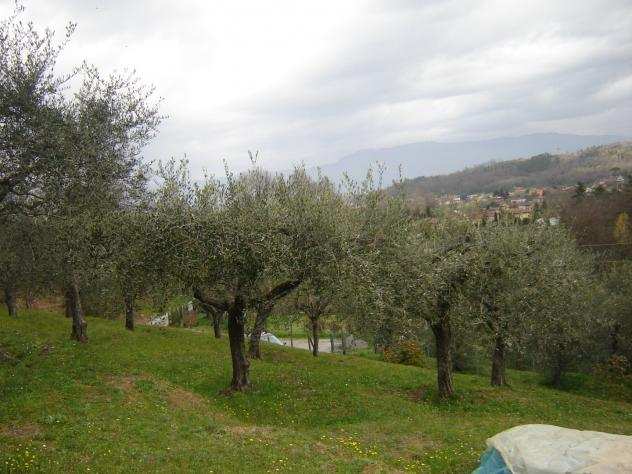 Terreno agricolo in vendita a SAN LEONARDO IN TREPONZIO - Capannori 20000 mq Rif ter sleo 20