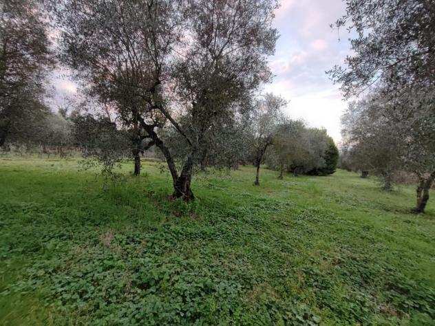 Terreno agricolo in vendita a SAN PIETRO IN BELVEDERE - Capannoli 17540 mq Rif 1109485
