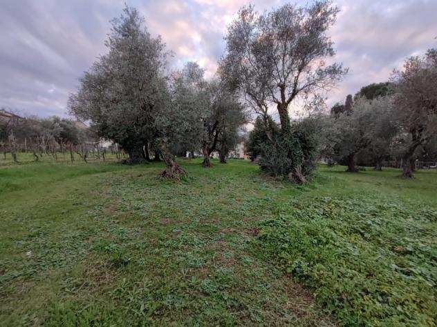 Terreno agricolo in vendita a SAN PIETRO IN BELVEDERE - Capannoli 23789 mq Rif 1109498