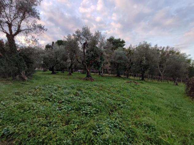 Terreno agricolo in vendita a SAN PIETRO IN BELVEDERE - Capannoli 23789 mq Rif 1109498