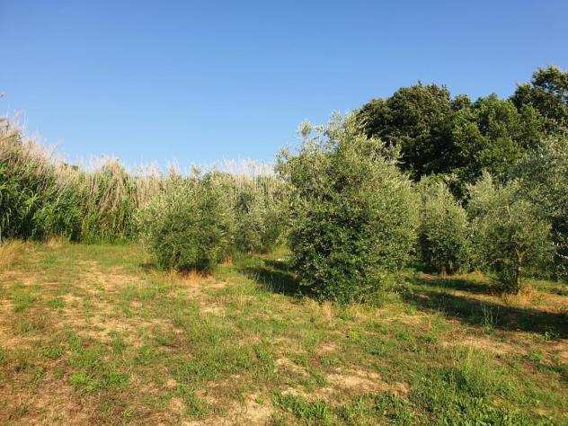 Terreno agricolo in vendita a SAN PIETRO IN BELVEDERE - Capannoli 3480 mq Rif 1215036