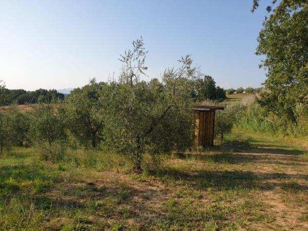 Terreno agricolo in vendita a SAN PIETRO IN BELVEDERE - Capannoli 3480 mq Rif 1215036