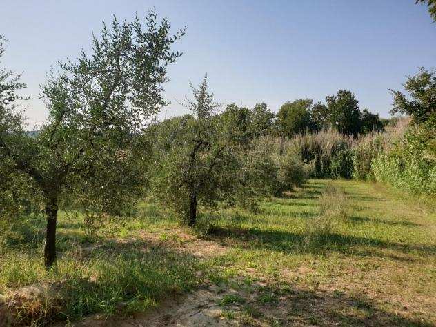 Terreno agricolo in vendita a SAN PIETRO IN BELVEDERE - Capannoli 3480 mq Rif 1215036