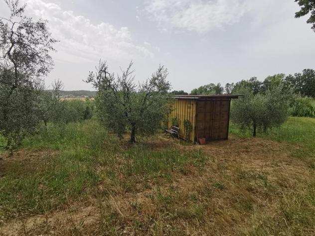 Terreno agricolo in vendita a SAN PIETRO IN BELVEDERE - Capannoli 3500 mq Rif 1056175