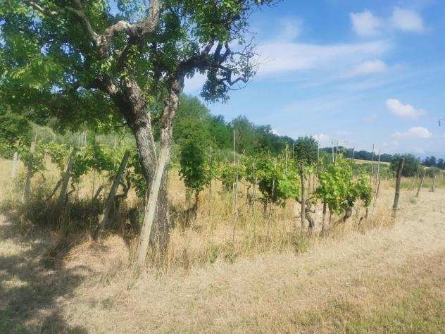 Terreno agricolo in vendita a SAN PIETRO IN BELVEDERE - Capannoli 8000 mq Rif 1148292