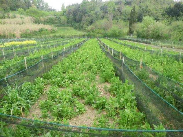 Terreno agricolo in vendita a SAN RUFFINO - Casciana Terme Lari 20000 mq Rif 1158256