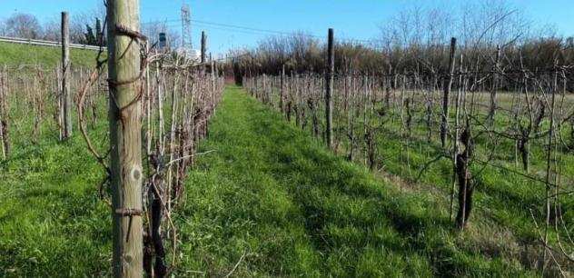 Terreno agricolo in vendita a Sarzana 2900 mq Rif 1062277