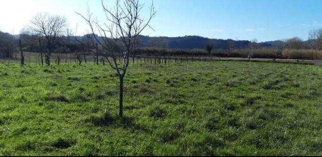 Terreno agricolo in vendita a Sarzana 2900 mq Rif 1062277