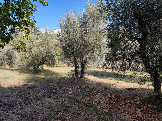 Terreno agricolo in vendita a Siena 60000 mq Rif 992061