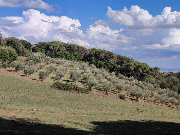 Terreno agricolo in vendita a Siena 60000 mq Rif 992061