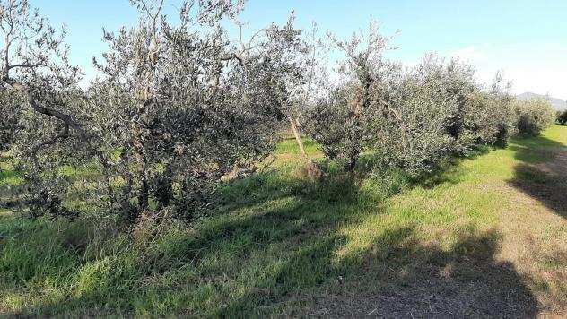 Terreno agricolo in vendita a VADA - Rosignano Marittimo 2500 mq Rif 1105597