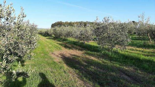 Terreno agricolo in vendita a VADA - Rosignano Marittimo 2500 mq Rif 1105597
