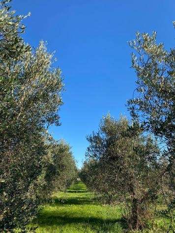 Terreno agricolo in vendita a VENTURINA - Campiglia Marittima 30000 mq Rif 1231340