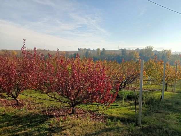 Terreno agricolo in vendita in Valsamoggia, Bazzano