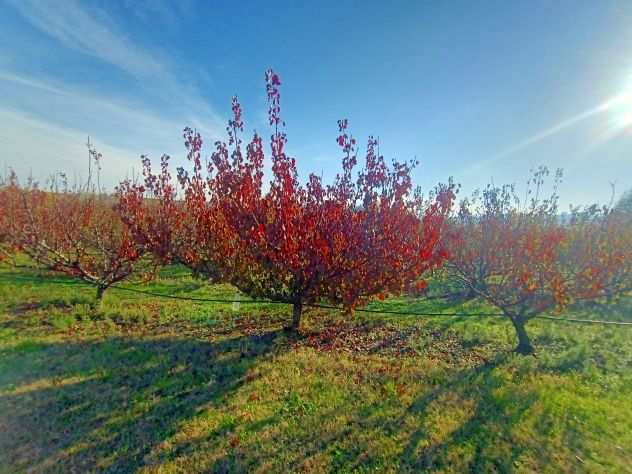 Terreno agricolo in vendita in Valsamoggia, Bazzano