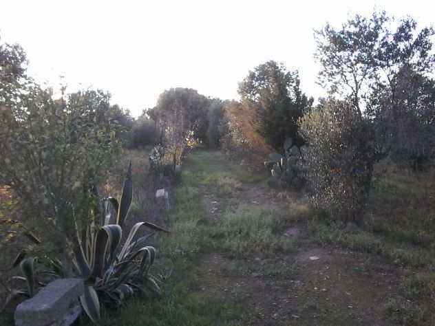 Terreno agricolo vicino mare in Salento Puglia