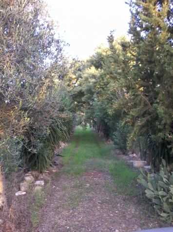 Terreno agricolo vicino mare in Salento Puglia