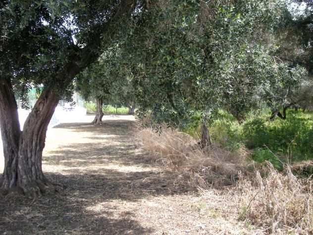 TERRENO CAPO MILAZZO