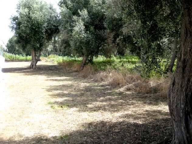 TERRENO CAPO MILAZZO