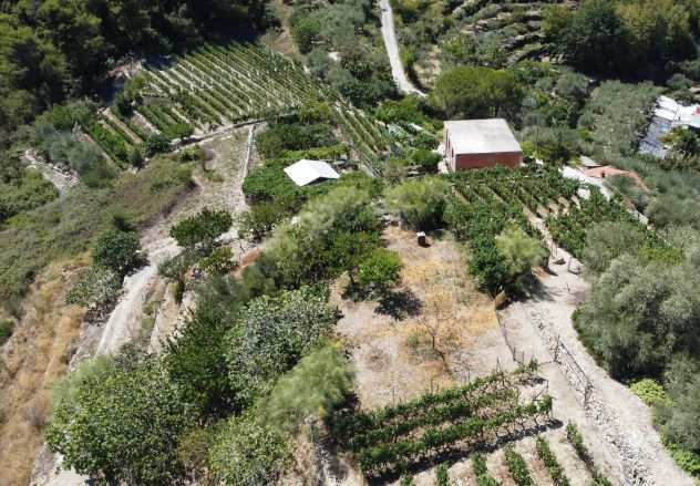 Terreno coltivato ad orto e frutteto con fabbricato abitativo a San Biagio