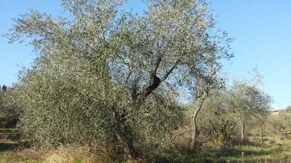 Terreno con olivi ottima posizionecomune di Fiesole