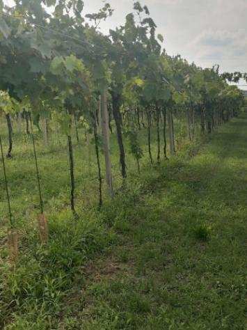 Terreno di 12000 msup2 in vendita a Soave