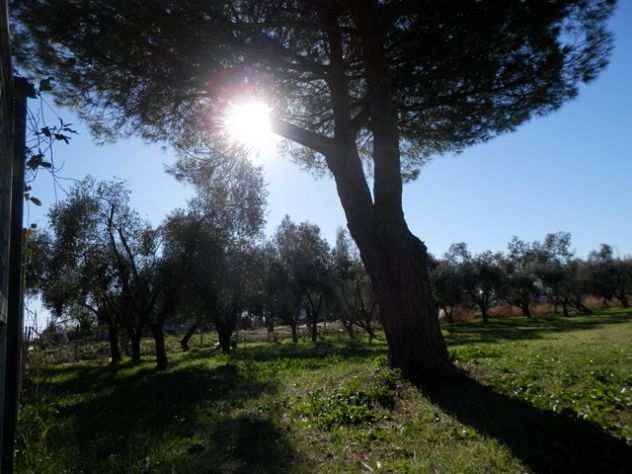 Terreno in vendita in localitagrave San Giorgio, 4 - Tarquinia