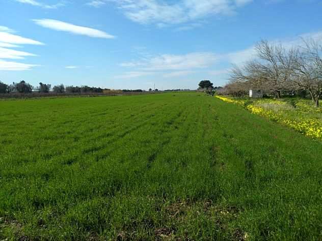 Terreno nel cuore del Salento