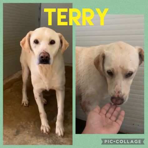 Terry bellissimo labrador merita una nuova vita