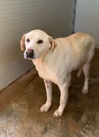 Terry bellissimo labrador merita una nuova vita