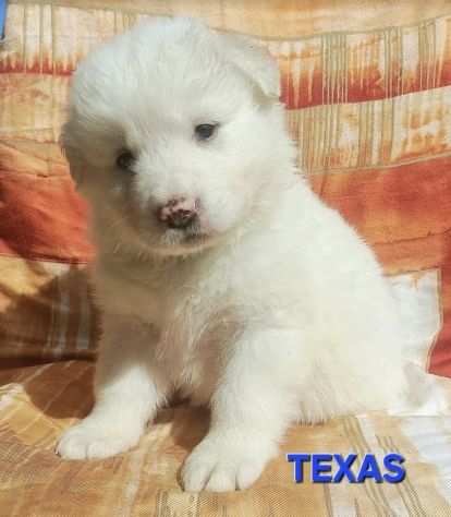 Texas 1 mese taglia media grande