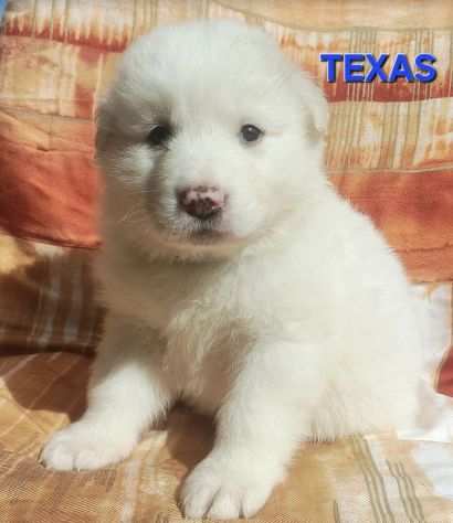 Texas 1 mese taglia media grande