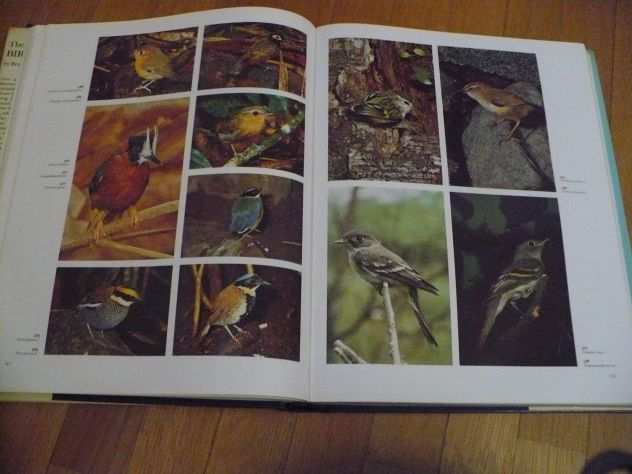 The Dictionary of BIRDS in color