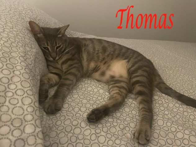 THOMAS, dolce micio in adozione