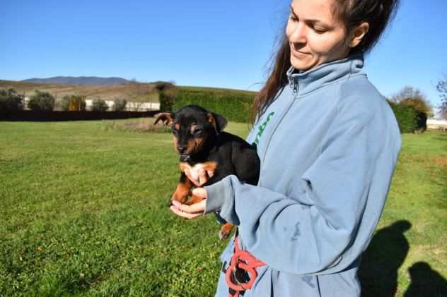 THOMASE CUCCIOLO METICCETTO TAGLIA PICCOLA IN ADOZIONE