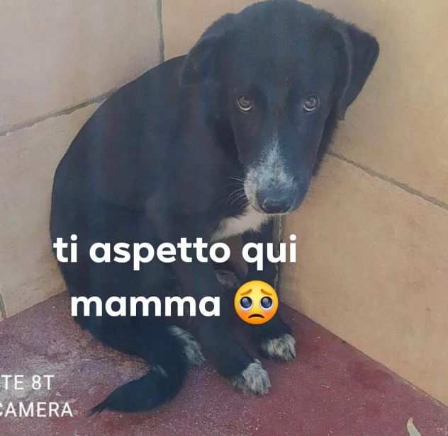 THOR 2 ANNI TAGLIA MEDIO GRANDE